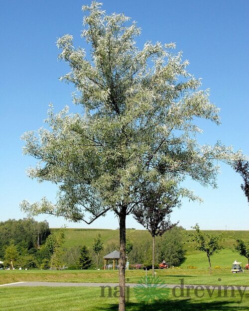 Hlošina úzkolistá, 120/160 cm, v črepníku Elaeagnus angustifolia