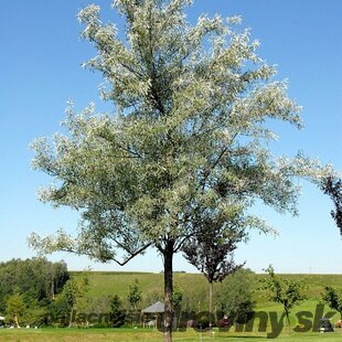 Hlošina úzkolistá, 120/160 cm, v črepníku Elaeagnus angustifolia