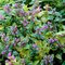 Hluchavka škvrnitá Anne Greenaway, výška 15/25cm, v črepníku Lamium maculatum ‘Anne Greenaway‘