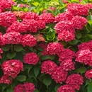 Hortenzia