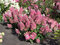 Hortenzia Candlelight na kmienku 60 cm, v črepníku Hydrangea pan. Candlelight
