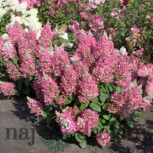 Hortenzia Candlelight na kmienku 60 cm, v črepníku Hydrangea pan. Candlelight