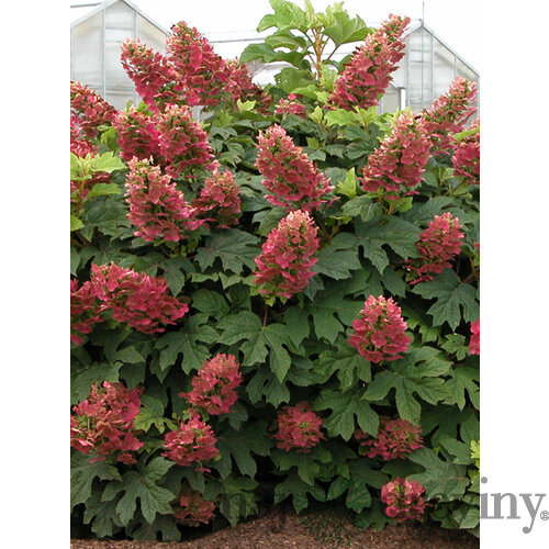 Hortenzia dubolistá Amethyst    výška 60/70  cm , v črepníku 3l  Hydrangea quercifolia