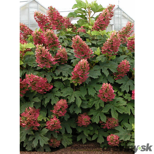 Hortenzia dubolistá Amethyst    výška 60/70  cm , v črepníku 3l  Hydrangea quercifolia