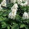 Hortenzia dubolistá ICE CRYSTAL® Hqopro10 PBR, 30/+ cm, v črepníku 3l Hydrangea quercifolia ICE CRYSTAL® Hqopro10 PBR