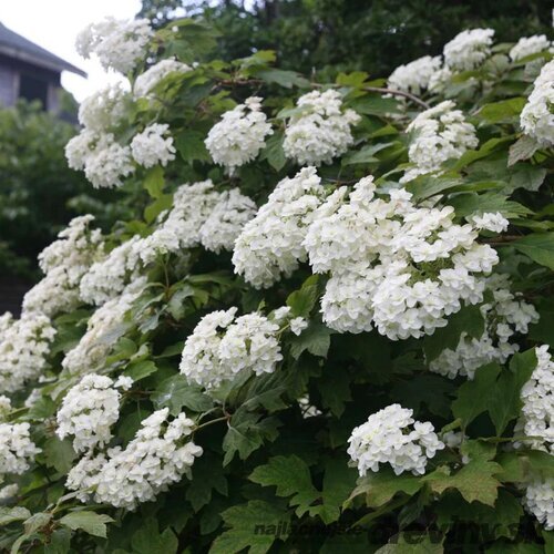 Hortenzia dubolistá ‘Snowflake‘, výška 30/+ cm, v črepníku 3l Hydrangea quercifolia ‘Snowflake‘