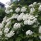 Hortenzia dubolistá ‘Snowflake‘, výška 30/+ cm, v črepníku 3l Hydrangea quercifolia ‘Snowflake‘