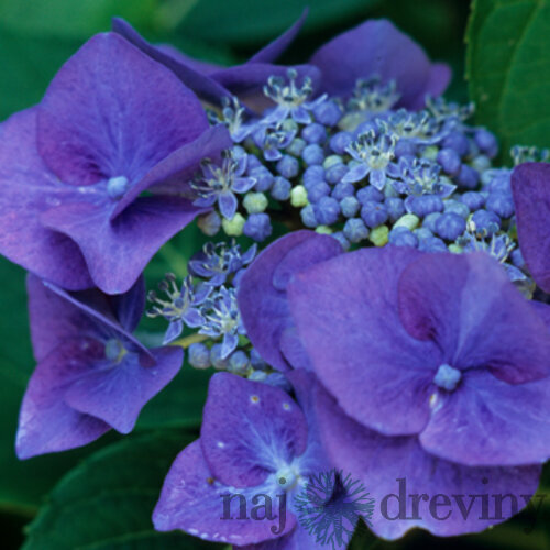 Hortenzia kalinolistá Blaumeise 70/90 cm, v črepníku 2l Hydrangea macrophylla Blaumeise