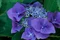 Hortenzia kalinolistá Blaumeise 70/90 cm, v črepníku 2l Hydrangea macrophylla Blaumeise