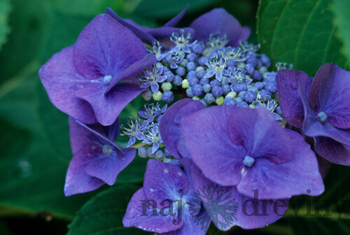 Hortenzia kalinolistá Blaumeise 70/90 cm, v črepníku 2l Hydrangea macrophylla Blaumeise