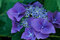 Hortenzia kalinolistá Blaumeise 70/90 cm, v črepníku 2l Hydrangea macrophylla Blaumeise