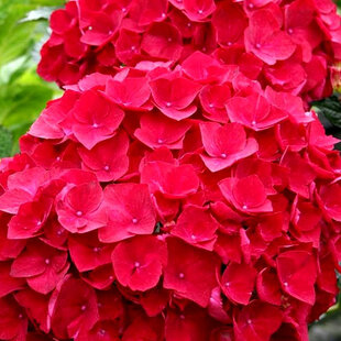 Hortenzia kalinolistá Bouquete Red, výška 30/40 cm, v črepníku 7,5l Hydrangea macrophylla Bouquete Red