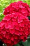 Hortenzia kalinolistá Bouquete Red, výška 30/40 cm, v črepníku 7,5l Hydrangea macrophylla Bouquete Red
