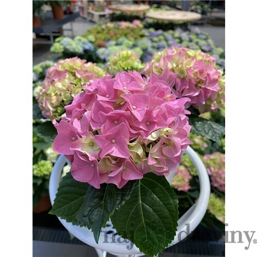 Hortenzia kalinolistá EARLY PINK ‘Hba 202911‘ PBR, výška 30/+ cm, v črepníku 5l Hydrangea macrophylla EARLY PINK ‘Hba 202911‘ PBR