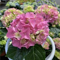 Hortenzia kalinolistá EARLY PINK ‘Hba 202911‘ PBR, výška 30/+ cm, v črepníku 5l Hydrangea macrophylla EARLY PINK ‘Hba 202911‘ PBR