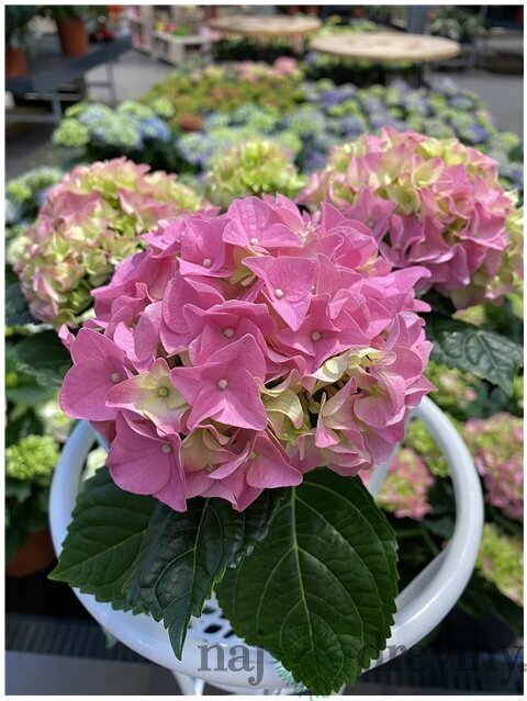 Hortenzia kalinolistá EARLY PINK ‘Hba 202911‘ PBR, výška 30/+ cm, v črepníku 5l Hydrangea macrophylla EARLY PINK ‘Hba 202911‘ PBR