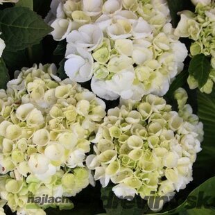 Hortenzia kalinolistá ICE GIRL ‘HBA215909‘, výška 30/+ cm, v črepníku 5l Hydrangea macrophylla ICE GIRL ‘HBA215909‘