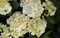 Hortenzia kalinolistá ICE GIRL ‘HBA215909‘, výška 30/+ cm, v črepníku 5l Hydrangea macrophylla ICE GIRL ‘HBA215909‘
