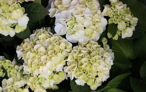 Hortenzia kalinolistá ICE GIRL ‘HBA215909‘, výška 30/+ cm, v črepníku 5l Hydrangea macrophylla ICE GIRL ‘HBA215909‘