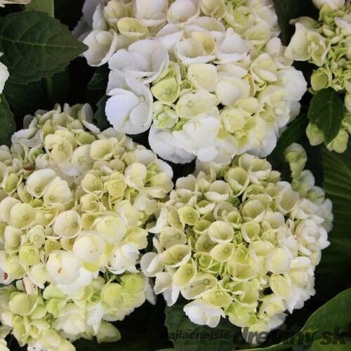 Hortenzia kalinolistá ICE GIRL ‘HBA215909‘, výška 30/+ cm, v črepníku 5l Hydrangea macrophylla ICE GIRL ‘HBA215909‘