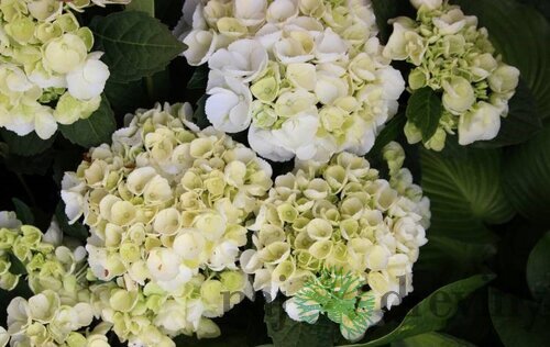 Hortenzia kalinolistá ICE GIRL ‘HBA215909‘, výška 30/+ cm, v črepníku 5l Hydrangea macrophylla ICE GIRL ‘HBA215909‘