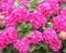 Hortenzia kalinolistá King George, v črepníku Hydrangea macrophylla King George