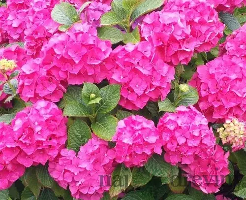 Hortenzia kalinolistá King George, v črepníku Hydrangea macrophylla King George