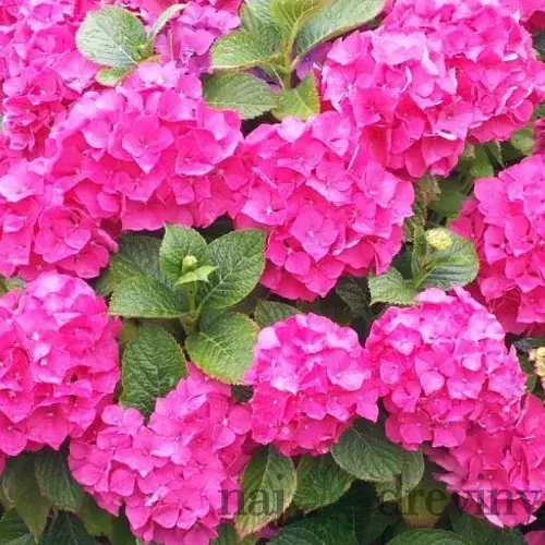 Hortenzia kalinolistá King George, v črepníku Hydrangea macrophylla King George