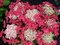 Hortenzia kalinolistá Lady in Red 30/50 cm, v črepníku 3l Hydrangea macrophylla Lady in Red
