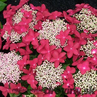 Hortenzia kalinolistá Lady in Red 30/50 cm, v črepníku 3l Hydrangea macrophylla Lady in Red