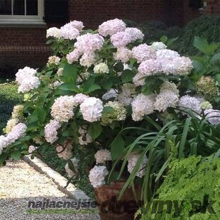 Hortenzia kalinolistá Madame Emile Mouillere výška 30/50 cm, v črepníku 3 litre Hydrangea macrophylla Madame Emile Mouillere