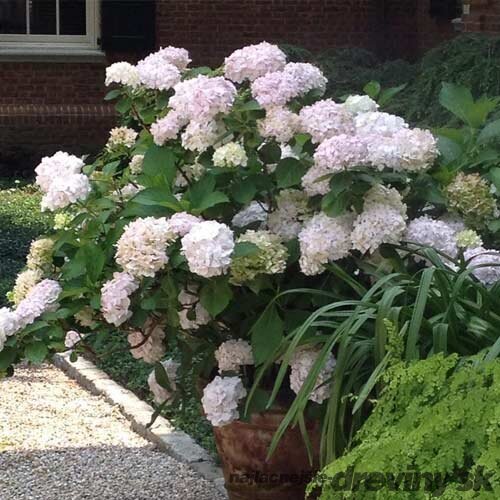 Hortenzia kalinolistá Madame Emile Mouillere výška 30/50 cm, v črepníku 3 litre Hydrangea macrophylla Madame Emile Mouillere