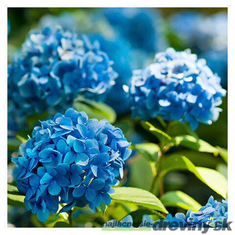 Hortenzia kalinolistá Nikko Blue, v črepníku Hydrangea macrophylla Nikko Blue