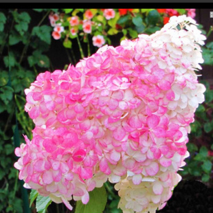 Hortenzia kalinolistá Pinky Winky, výška 40/60 cm , v črepníku 5l Hydrangea paniculata Pinky winky