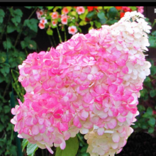 Hortenzia kalinolistá Pinky Winky, výška 40/60 cm , v črepníku 5l Hydrangea paniculata Pinky winky