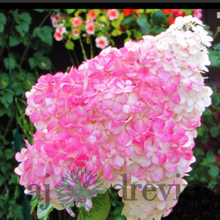 Hortenzia kalinolistá Pinky Winky, výška 40/60 cm , v črepníku 5l Hydrangea paniculata Pinky winky