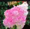 Hortenzia kalinolistá Pinky Winky, výška 40/60 cm , v črepníku 5l Hydrangea paniculata Pinky winky