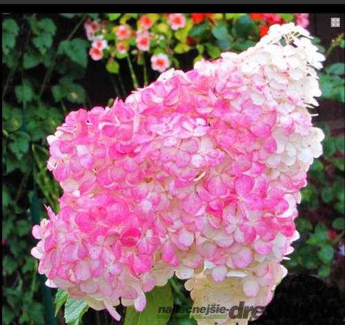 Hortenzia kalinolistá Pinky Winky, výška 40/60 cm , v črepníku 5l Hydrangea paniculata Pinky winky