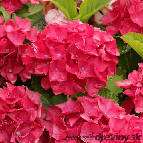 Hortenzia kalinolistá Red Baron, v črepníku Hydrangea macrophylla Red Baron