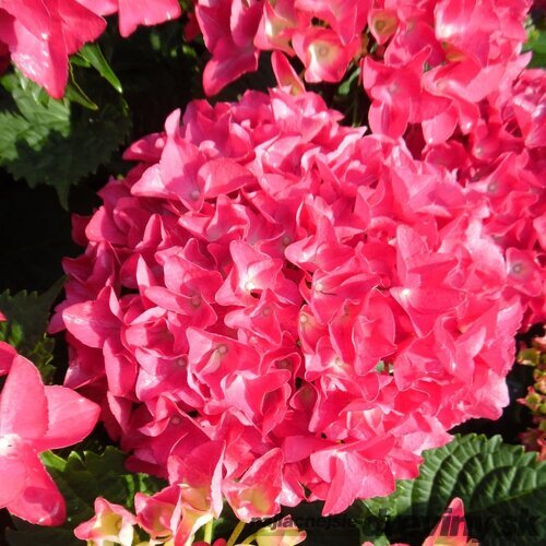 Hortenzia kalinolistá ROYAL RED ‘HBARORE‘, výška 35/+ cm, v črepníku 5l Hydrangea macrophylla ROYAL RED ‘HBARORE‘
