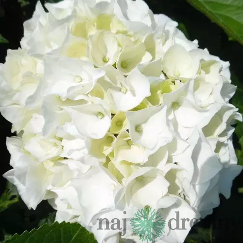 Hortenzia kalinolistá Saxon Bright White, výška 35/+ cm, v črepníku 5l Hydrangea macrophylla Saxon Bright White