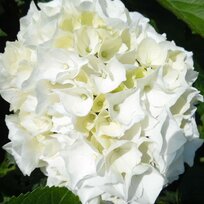 Hortenzia kalinolistá Saxon Bright White, výška 35/+ cm, v črepníku 5l Hydrangea macrophylla Saxon Bright White