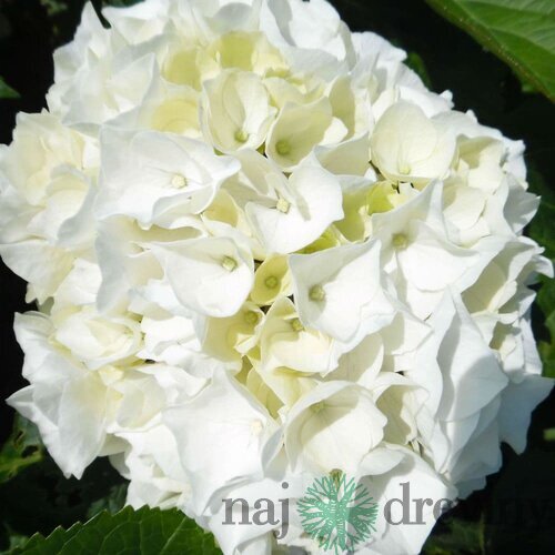 Hortenzia kalinolistá Saxon Bright White, výška 35/+ cm, v črepníku 5l Hydrangea macrophylla Saxon Bright White