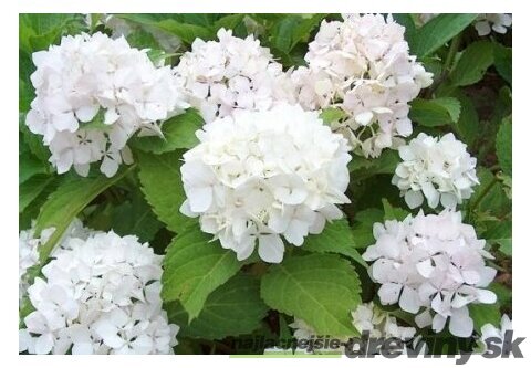 Hortenzia kalinolistá Soeur Therese 20/30 cm, v črepníku Hydrangea macrophylla Soeur Therese
