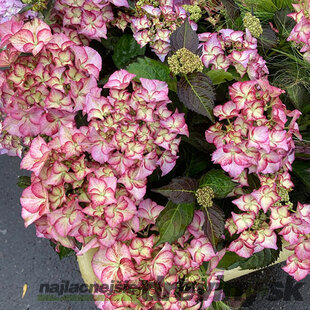 Hortenzia kalinolistá Tiffany Rose, výška 35/+ cm, v črepníku 5l Hydrangea macrophylla Tiffany Rose