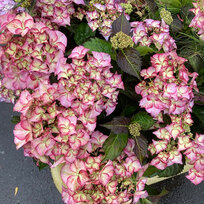 Hortenzia kalinolistá Tiffany Rose, výška 35/+ cm, v črepníku 5l Hydrangea macrophylla Tiffany Rose