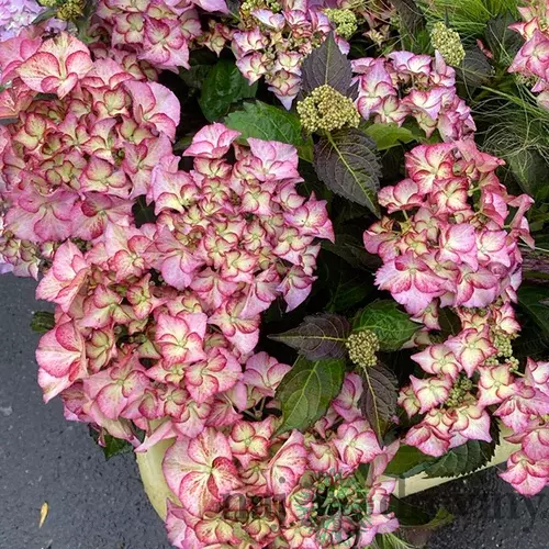 Hortenzia kalinolistá Tiffany Rose, výška 35/+ cm, v črepníku 5l Hydrangea macrophylla Tiffany Rose