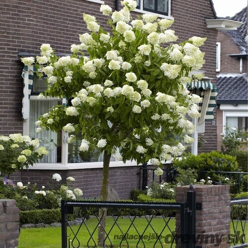 Hortenzia Limelight na kmienku 60 cm, v črepníku Hydrangea