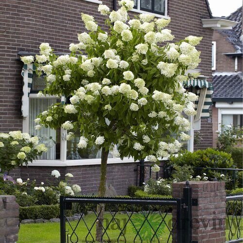 Hortenzia Limelight na kmienku 60 cm, v črepníku Hydrangea