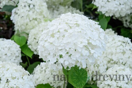 Hortenzia metlinatá Biela výška 20/50cm, v črepníku Hydrangea paniculata